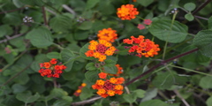 Lantana camara var. aculeata